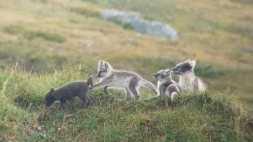 Det har gått bra för fjällrävarna (Vulpes lagopus) under 2023. Nu finns totalt sex halsbandsförsedda rävar som ger information om artens rörelser.