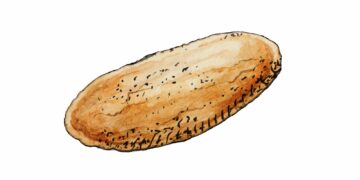 Avlångt, brunt svampprotein med ojämn yta och mörkare fläckar, liknar ett bröd eller rotfrukt.