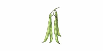 Tre gröna bönskidor hänger från en gren, med tydlig textur och naturlig form.