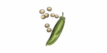 En illustrerad grön ärtskida med öppna gula torkade ärtor som faller ut.
