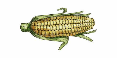 En illustration av en majskolv med gula majskorn och gröna blad, delvis skalad för att visa kornen.