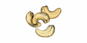 cashewnotter