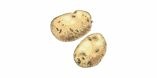 vegoguiden-potatis