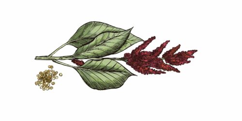 vegoguiden-quinoa