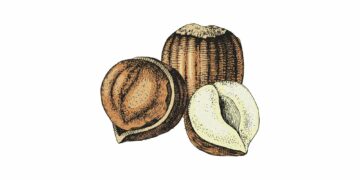 vegoguiden-hasselnotter