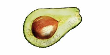 vegoguiden-avokado