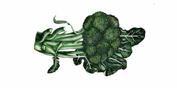 vegoguiden-broccoli