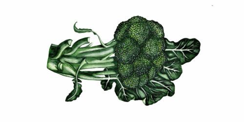 vegoguiden-broccoli