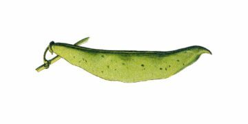 vegoguiden-Haricotsverts och sockerartor_