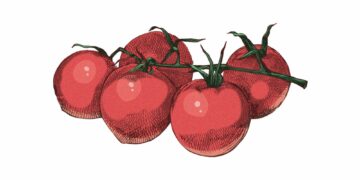 Fem röda tomater med gröna stjälkar i en enkel, tecknad illustration.