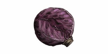 Illustration av ett helt rött kålhuvud, med tydliga bladådror och en kort stjälk nederst.