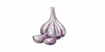 En illustration av ett vitlökshuvud och två klyftor, i mjuka lila och vita nyanser.