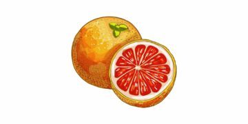 vegoguiden-grapefrukt