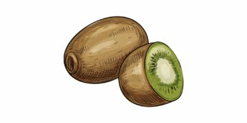 Illustration av två kiwifrukter, varav en är hel och den andra är halv, med grönt fruktkött och svarta frön i cirkel runt mitten.