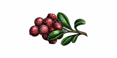 Illustration av en gren med gröna blad och klasar av röda lingon.