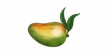 Illustration av en mogen mango med grön och gul färg samt två gröna blad fästa vid stjälken.