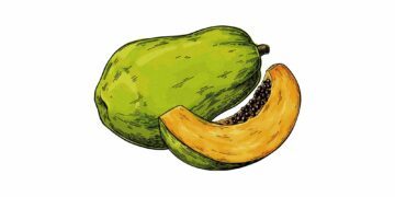 Illustration av en grön papaya med en skiva som visar orange fruktkött och svarta kärnor inuti.