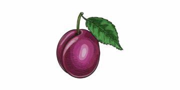 Illustration av ett plommon med lila skal, en grön stjälk och ett grönt blad fäst vid stjälken.