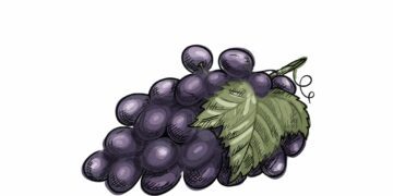 Illustration av en klase mörklila druvor med grön blad.