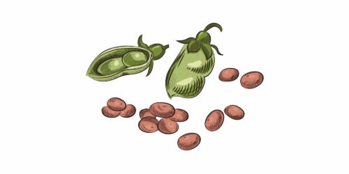 vegoguiden-linser, Fotograf: iStock Grön ärtskida med öppnad balja, omgiven av flera bruna linser, illustration i enkel, naturlig stil.