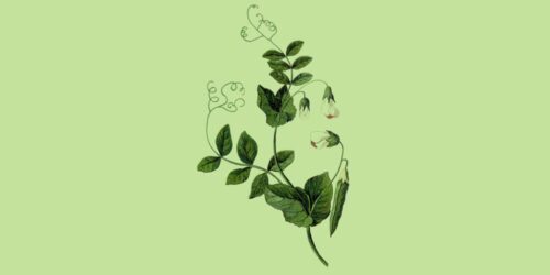 Illustration av en grön ärtväxt med slingrande rankor, gröna blad och vita blommor mot ljusgrön bakgrund. Bilden symboliserar växtbaserad mat och hållbarhet.
