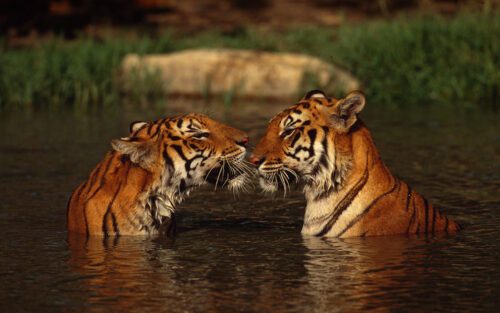 Indian tiger, Thailand