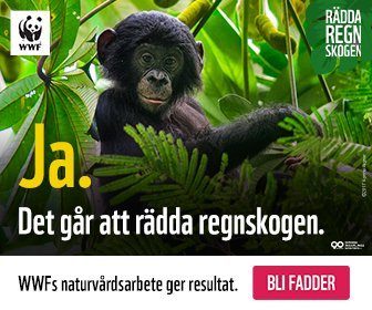 MBM_Bonobo_336x280_2