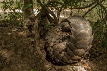 Myrkotte som rullar ihop sig för att vila på en termitkulle i Gorongosa nationalpark, Moçambique. Bild tagen strax efter den släpptes tillbaka i naturen. Foto: naturepl.com / Jen Guyton / WWF