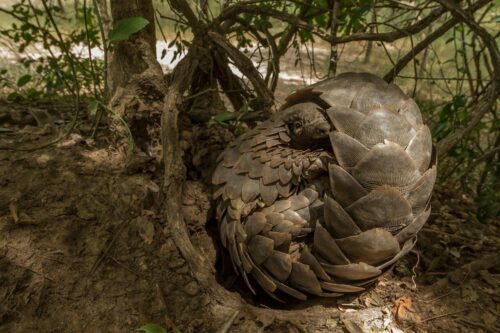 Myrkotte som rullar ihop sig för att vila på en termitkulle i Gorongosa nationalpark, Moçambique. Bild tagen strax efter den släpptes tillbaka i naturen. Foto: naturepl.com / Jen Guyton / WWF