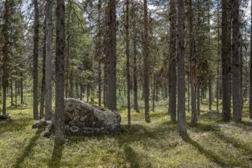 En bild på en urskog
