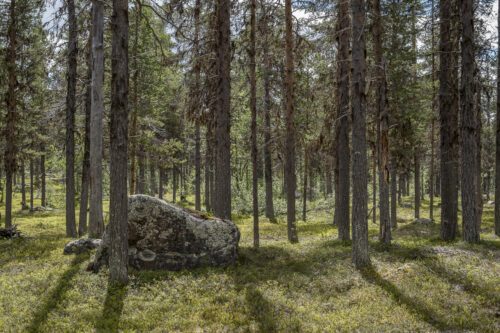 En bild på en urskog