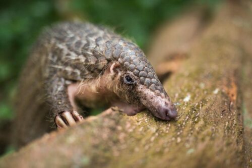 Sunda pangolin, Manis javanica, captive, Night Safari, Singapore