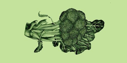 TOPP VEGOGUIDEN_broccoli