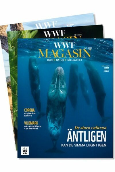 Framsida på WWF Magasin september 2020 med bild på valar under vattenytan. Text: "De stora valarna ÄNTLIGEN kan de simma lugnt igen". Bakom framsidan syns två magasinnummer till.