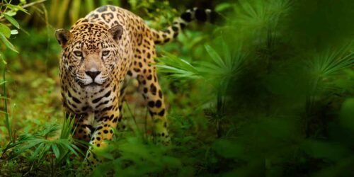 Jaguar Amazonas regnskog, © © Lynn M. Stone / WWF Jaguar Amazonas regnskog