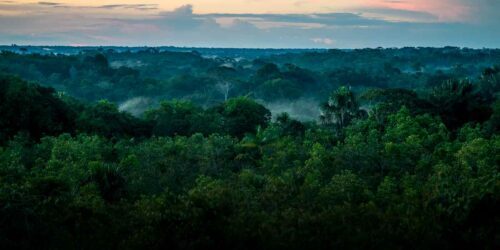 © Luis Barreto / WWF