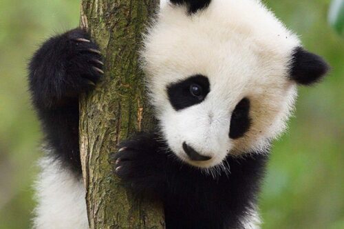 En ung panda klättrar på en trädstam, med sina svarta tassar och svarta ögonfläckar tydligt synliga mot den vita pälsen.