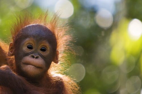 naturepl.com / Edwin Giesbers / WWF En ung orangutang med rufsigt hår och stora ögon, står framträdande i en suddig grön bakgrund.
