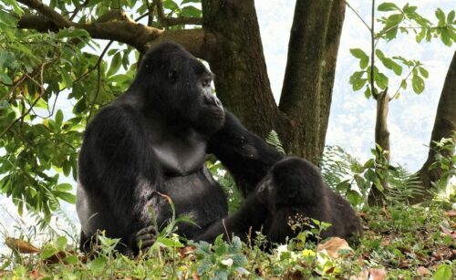 Bergsgorilla
