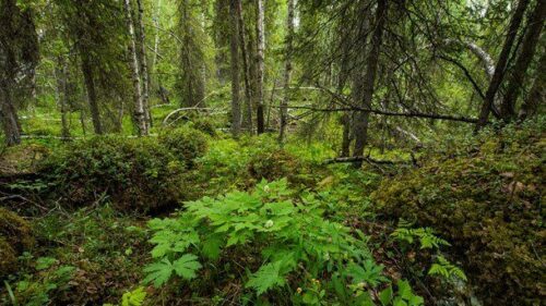 Grönskande skog med björk- och tallträd, tät undervegetation av olika buskar och markvegetation.
