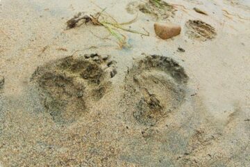 I bilden syns tassavtryck efter en björn i våt sand.