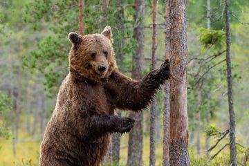 En brunbjörn som står upp med framtassarna på en tall.