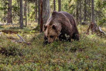 En brun björn i skogen.