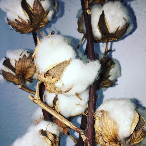 cotton-1817186_1920