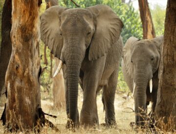 Savannelefant (Loxodonta africana)