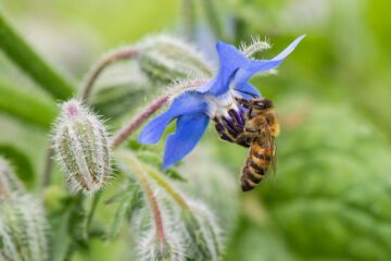 Western honey bee (Apis mellifera) on a starflower (Borago officinalis). Western honey bee (Apis mellifera) on a starflower (Borago officinalis).