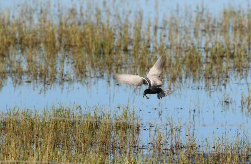 VåtmarkerSvarttärna Asköviken Foto Torbjörn Hegedüs/WWF