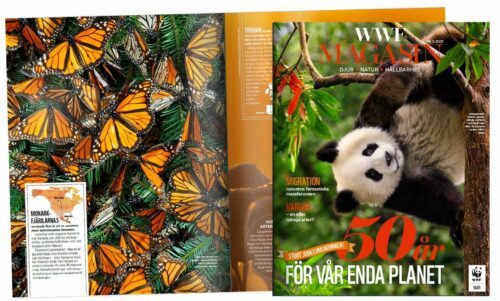 WWF magasin uppslag med fjärilar i orange och svarta mönster tätt tillsammans på gröna växtblad. WWF Magasin framsida med panda och röd blomma, text: "50 år för vår enda planet"