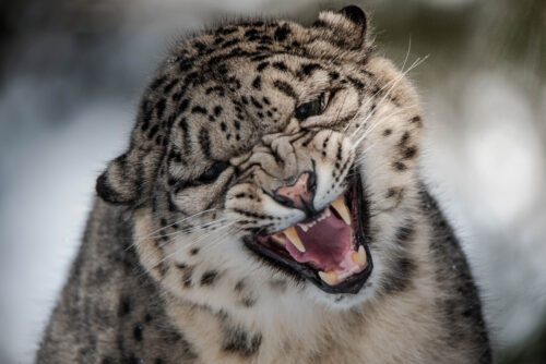 edit-DSC_1854-2 En snöleopard visar sina tänder med mungiporna dragna bakåt, vilket ger ett ilsket eller hotfullt uttryck.