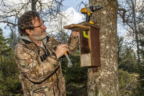 Rengörning av göktyteholkFoto: Lars-Olov Karlsson